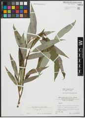 Foto von Salix alba L. x Salix fragilis L.